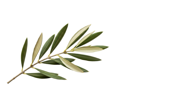 Elegant Olive Branch with Green Leaves Isolated on White Symbol of Peace