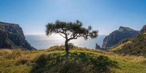 A windswept tree shaped by constant wind on a grassy hilltop with sandstone cliffs in the background, erosion risk