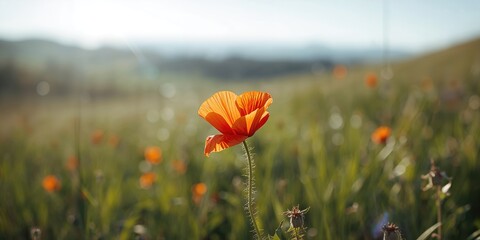 Obraz premium Homemade German breaded Wiener Schnitzel served with potatoes, emphasizing traditional preparation methods