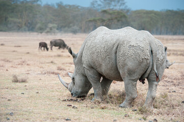 Fototapeta premium rhino in the wild