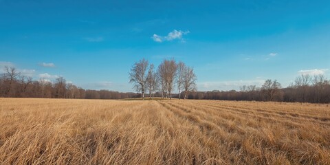 Winter landscape with frost-covered tree branches, emphasizing seasonal change and natural preservation