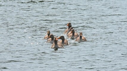 Group of 8 Greylag Geese (Anser anser) swimming together on a lake towards the camera. August, Kent, UK. Half speed