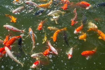 koi fish swimming in the pond