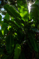 Obraz premium green leaves in the forest