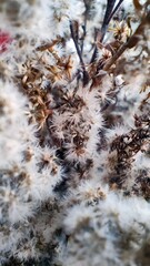 A close-up shot of fluffy, dried wildflowers or seed heads, creating a soft, cloud-like texture with warm brown stems and delicate white fibers