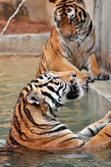 Tigers live alone and aggressively scent-mark large territories to keep their rivals away.