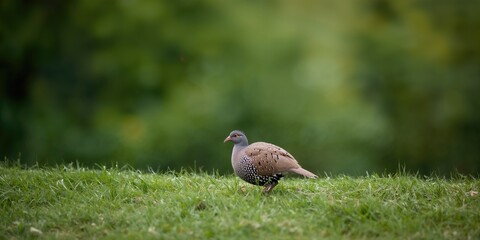 Fototapeta premium Manicure with black nails, nature-inspired flat lay, emphasizing self-care routines for skin health