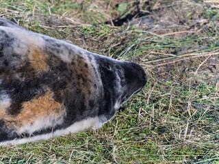 Seal pup on beach at sunrise. Resting on coastal shore grey seal lying on beach along North Sea Coast. Breeding season Lincolnshire UK. Donna Nook Grey Seal Colony.
