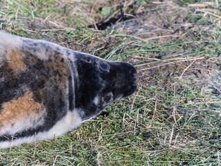 Seal pup on beach at sunrise. Resting on coastal shore grey seal lying on beach along North Sea Coast. Breeding season Lincolnshire UK. Donna Nook Grey Seal Colony.