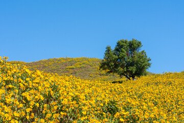 Obraz premium Mexican sunflower and marigold flowers cover hillside with single tree clear blue sky creating bright cheerful scene Mexican sunflower flower field