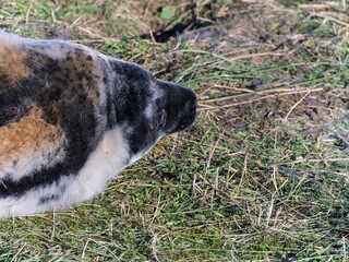 Seal pup on beach at sunrise. Resting on coastal shore grey seal lying on beach along North Sea Coast. Breeding season Lincolnshire UK. Donna Nook Grey Seal Colony.