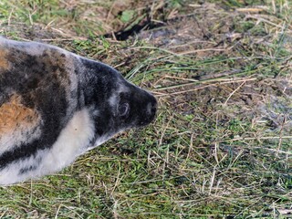 Seal pup on beach at sunrise. Resting on coastal shore grey seal lying on beach along North Sea Coast. Breeding season Lincolnshire UK. Donna Nook Grey Seal Colony.