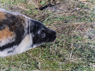 Seal pup on beach at sunrise. Resting on coastal shore grey seal lying on beach along North Sea Coast. Breeding season Lincolnshire UK. Donna Nook Grey Seal Colony.