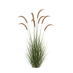 Graceful pampas grass sways gently, adding natural beauty to modern landscapes