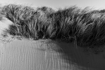 Wind-shaped sand dune with long shadows in black and white