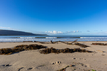 Seaweed and driftwood scattered across a sandy shoreline under clear blue sky