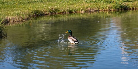 Healthy ingredients for balanced eating on a kitchen table, emphasizing nutritious food choices