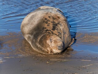 Seal pup on beach at sunrise. Resting on coastal shore grey seal lying on beach along North Sea Coast. Breeding season Lincolnshire UK. Donna Nook Grey Seal Colony.