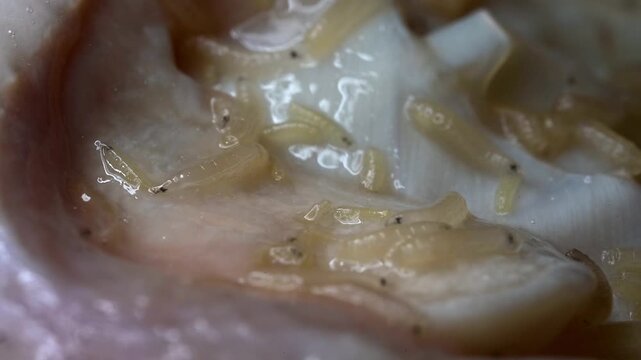 Recently-hatched Blowfly maggots or larvae (Green Bottle fly - Lucilia sericata) crawling over the meat on which the eggs were laid a few days before. Normal speed