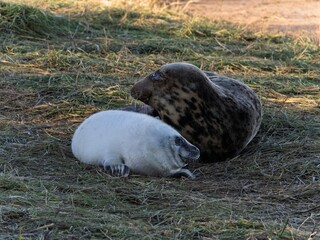 Seal pup on beach at sunrise. Resting on coastal shore grey seal lying on beach along North Sea Coast. Breeding season Lincolnshire UK. Donna Nook Grey Seal Colony.