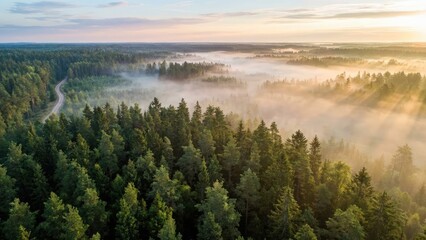 Aerial view of dense forest with fog and a road winding through the trees at dawn or dusk light