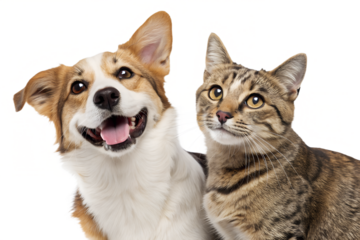 Friendly dog and cat captured in a joyful portrait, standing next to each other and looking straight into the camera. Isolated on a transparent background 