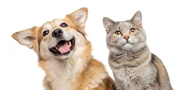 Friendly dog and cat captured in a joyful portrait, standing next to each other and looking straight into the camera. Isolated on a transparent background 