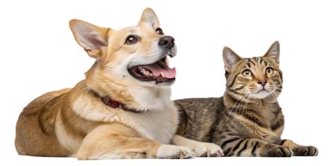 Cute dog and cat posing side by side, both smiling and looking at the viewer, isolated on a transparent background. 