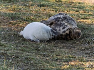 Seal pup on beach at sunrise. Resting on coastal shore grey seal lying on beach along North Sea Coast. Breeding season Lincolnshire UK. Donna Nook Grey Seal Colony.