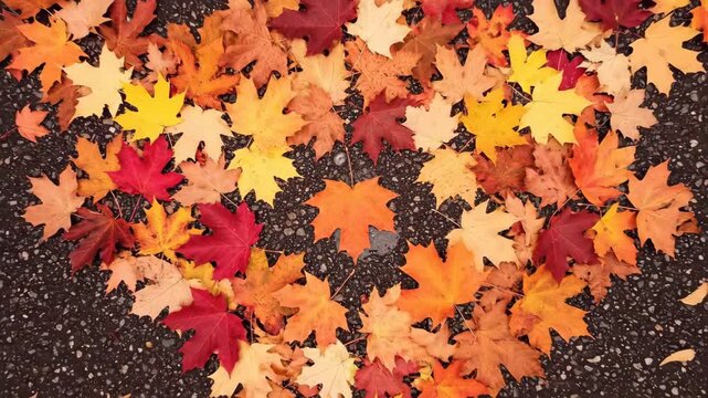 Colorful autumn maple leaves on pavement, seasonal background
