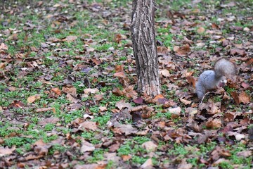 Squirrel in the park on the ground among the fallen leaves