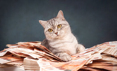 portrait of a pretty girl on a dark background