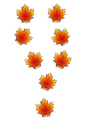 Obraz premium Autumn maple leaves arrangement, fall foliage design elements, thanksgiving decor, orange and yellow hues, isolated on transparent background