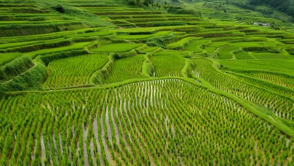 Aerial view of lush green rice terraces on a hillside in a rural landscape with water 92