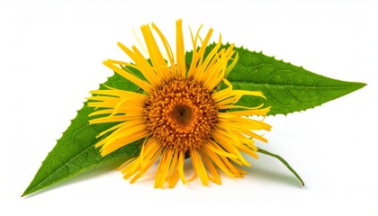Obraz premium Yellow flower and green leaf with white background.