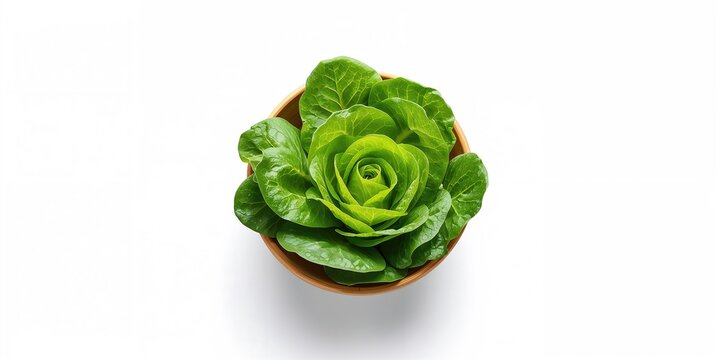 Christian praying with hands together on the holy bible and yellow flower background swaying in the wind, emphasizing faith and tranquility