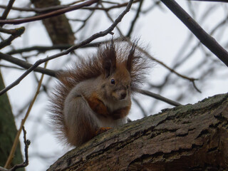 Fluffy Red Squirrel Looking Directly at Camera in Winter