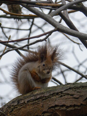 Furry Eurasian Squirrel Looking Directly at Camera