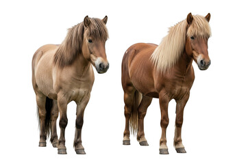 Fototapeta premium Two icelandic horses standing side by side, equine animals, breed of horse, mammal, animal photography, stock image, isolated on transparent background