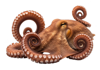 Detailed octopus image, cephalopod with curled tentacles, marine life, sea creature illustration, animal stock photo, high resolution, isolated on transparent background