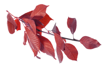 Decorative branch with burgundy, maroon, and crimson leaves isolated on transparent background. Perfect red element for floral patterns, seasonal themes, creative projects, nature compositions.