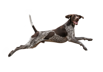 Running german shorthaired pointer dog breed pet animal canine hunting dog breed full body png isolated on transparent background
