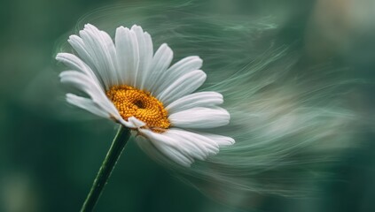 A white flower with a yellow center is blowing in the wind