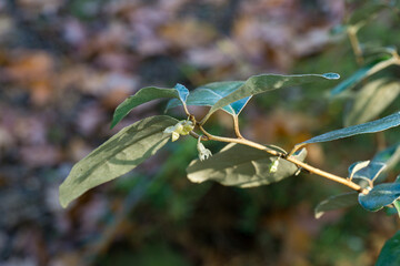 Green leaves on Elaeagnus ebbingei or silverberry, or oleaster ornamental shrub branch with small white flower buds, set against  blurred natural background