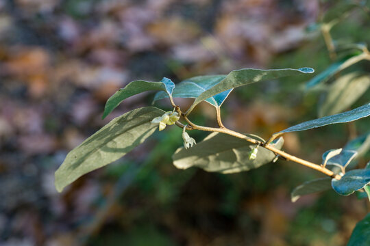 Green leaves on Elaeagnus ebbingei or silverberry, or oleaster ornamental shrub branch with small white flower buds, set against  blurred natural background