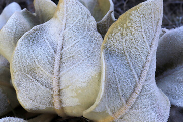 dew on the mullein plant