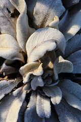 dew on the mullein plant