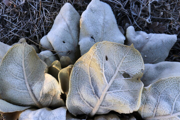 dew on the mullein plant