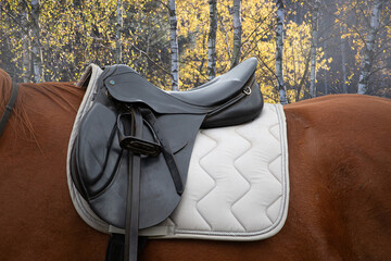 A black leather saddle on a horse's back against a backdrop of autumn trees. Horseback riding, sport, in autumn. Stirrups, saddle cloth,