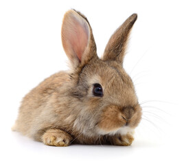 Brown rabbit isolated on white close-up